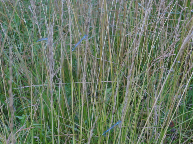 été de pluie jardin permaculture